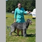 thumbnail Fortheringhay's Farrah Cailean
(Readwald Thor to Kilbourne x Fortheringhay's Catwalk)
Hü, ChK, V3,