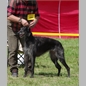 thumbnail Foxcliffe New York Times
(Fernhill's Huntly D'Lux x Foxcliffe Hickory Wind)
Hü, ChK, V4